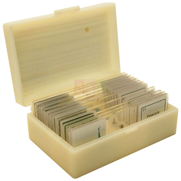 Basic Botany Slide (Set of 25)